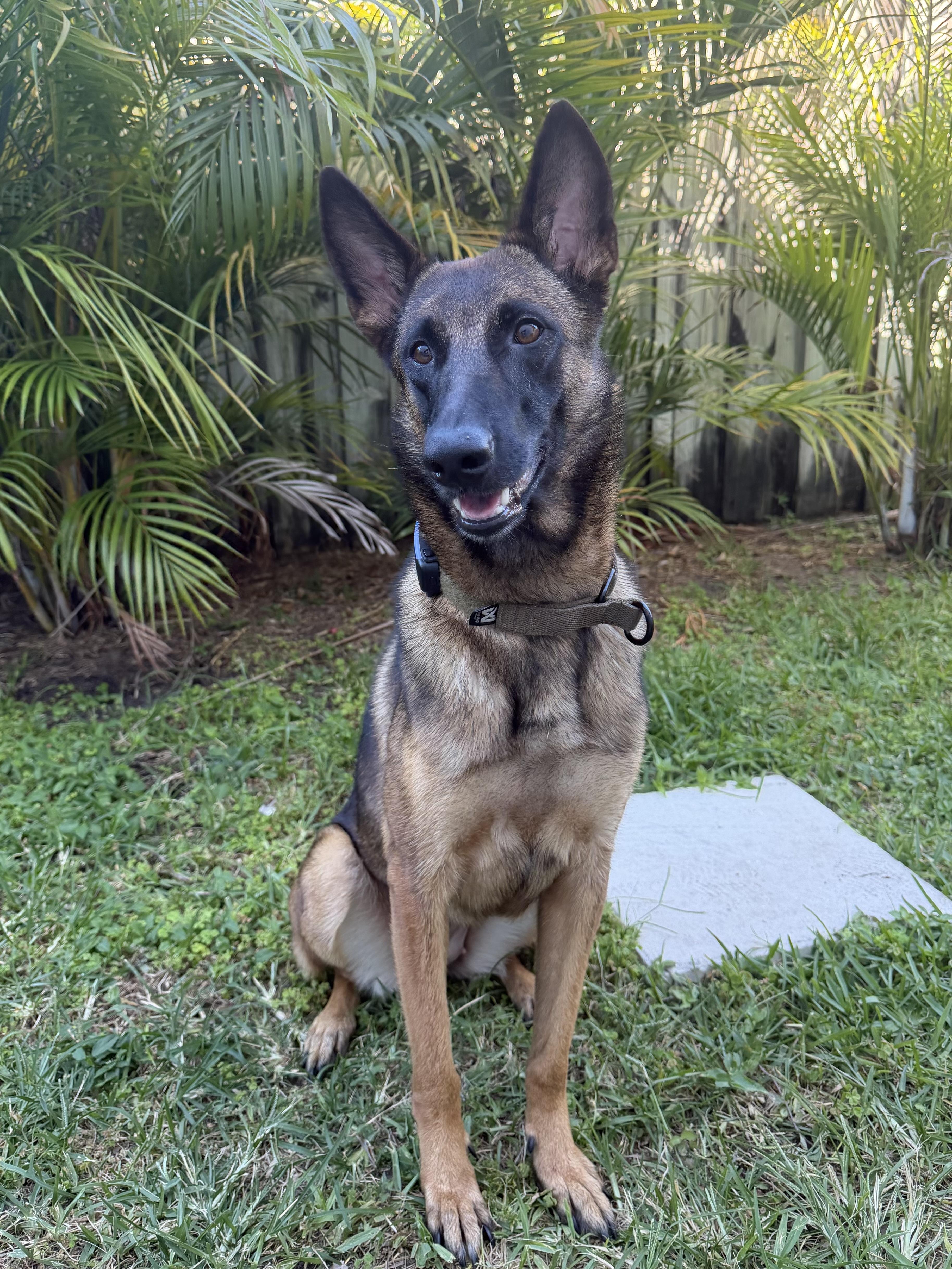 Enlarge Heidi, a Adoptable Belgian Shepherd / Malinois in Parrish, FL image 5/6