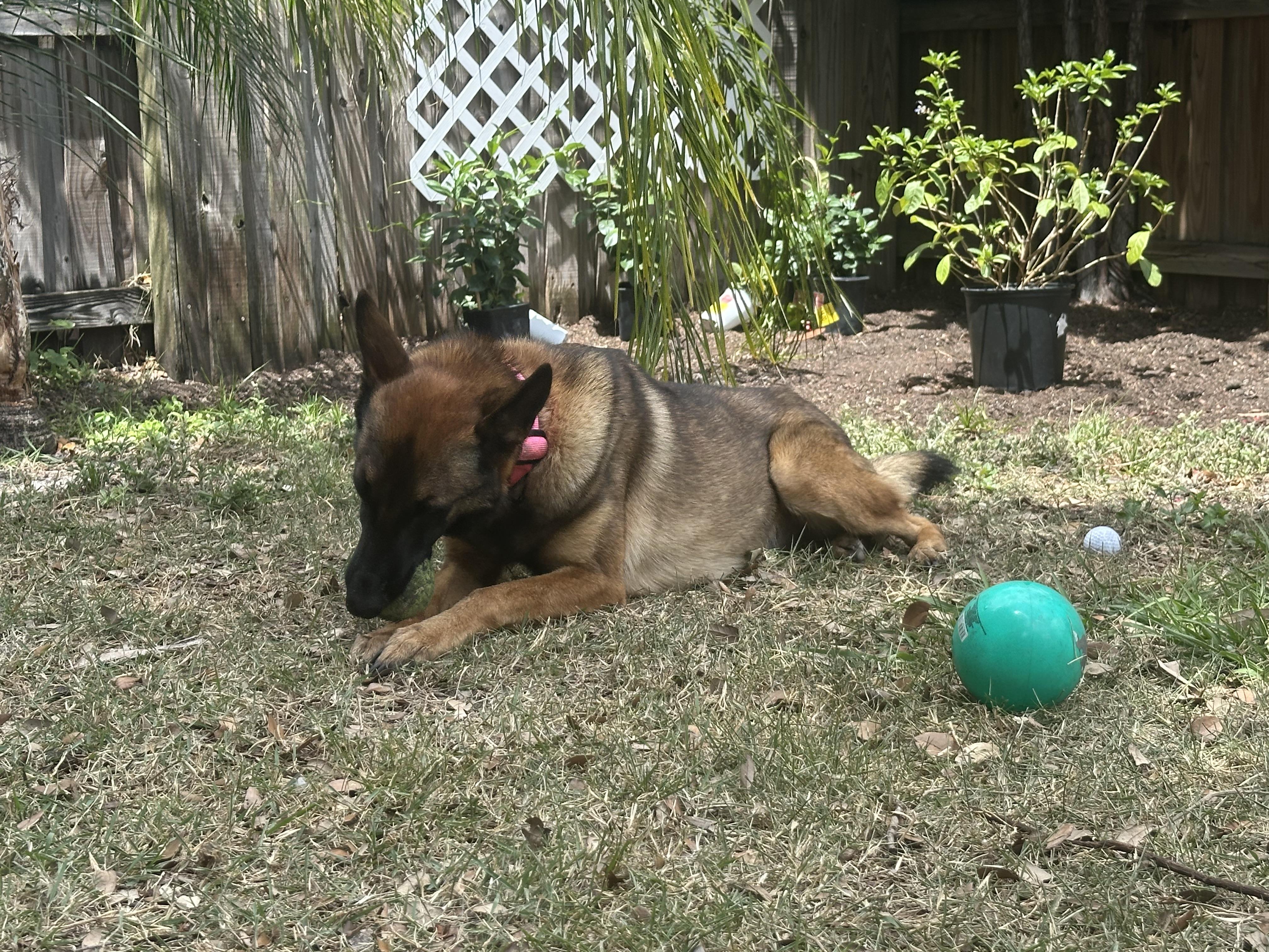Enlarge Heidi, a Adoptable Belgian Shepherd / Malinois in Parrish, FL image 5/6