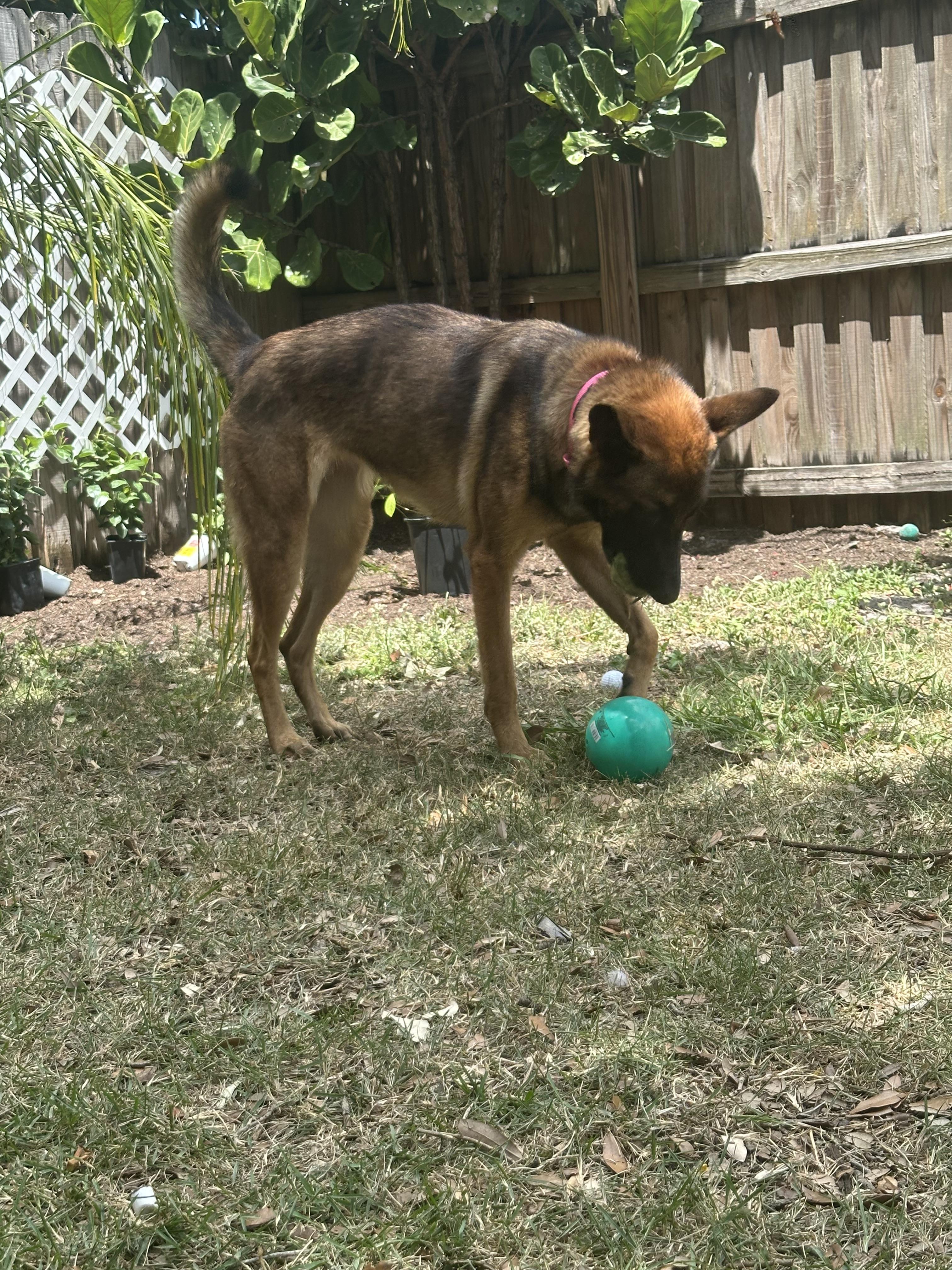 Enlarge Heidi, a Adoptable Belgian Shepherd / Malinois in Parrish, FL image 6/6
