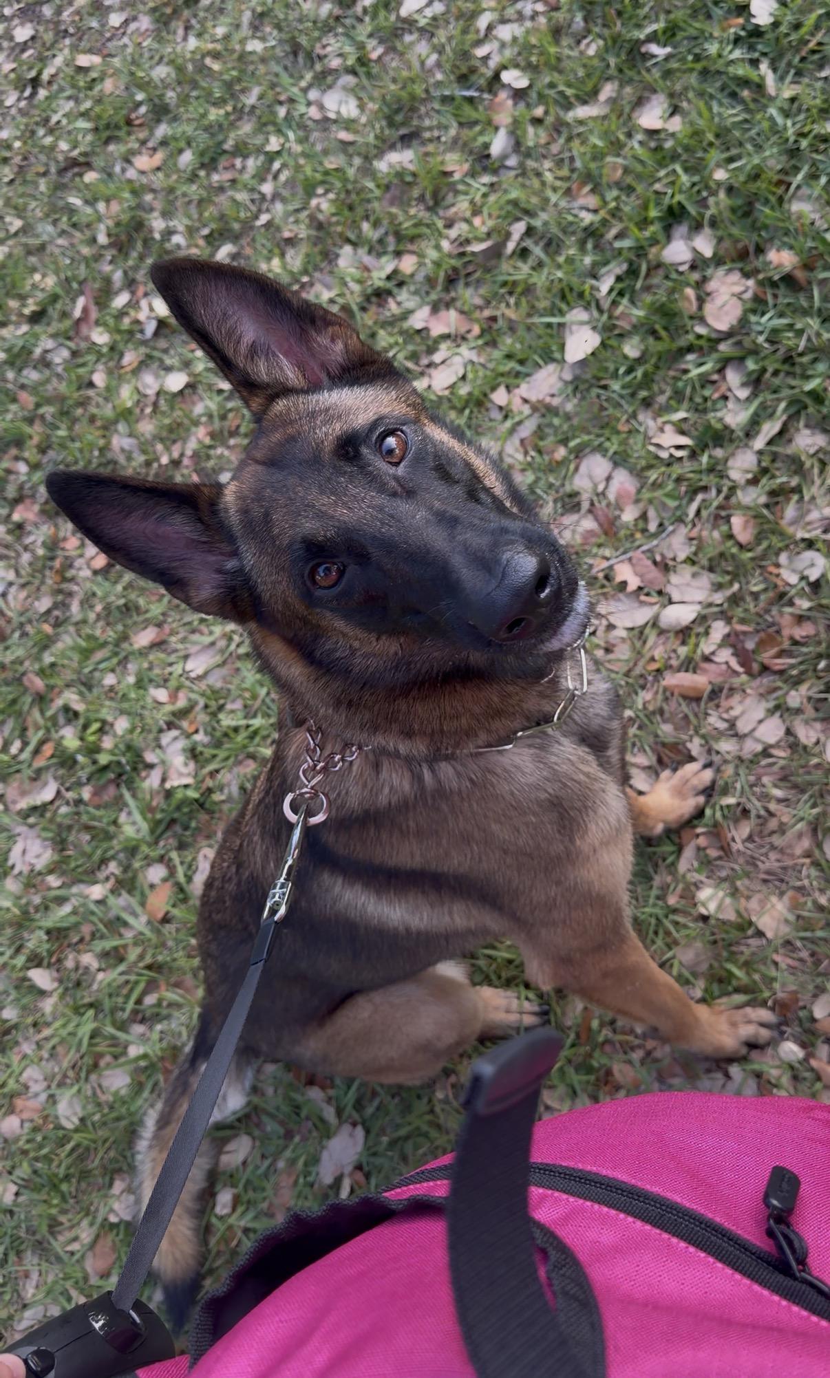 Enlarge Heidi, a Adoptable Belgian Shepherd / Malinois in Parrish, FL image 6/6