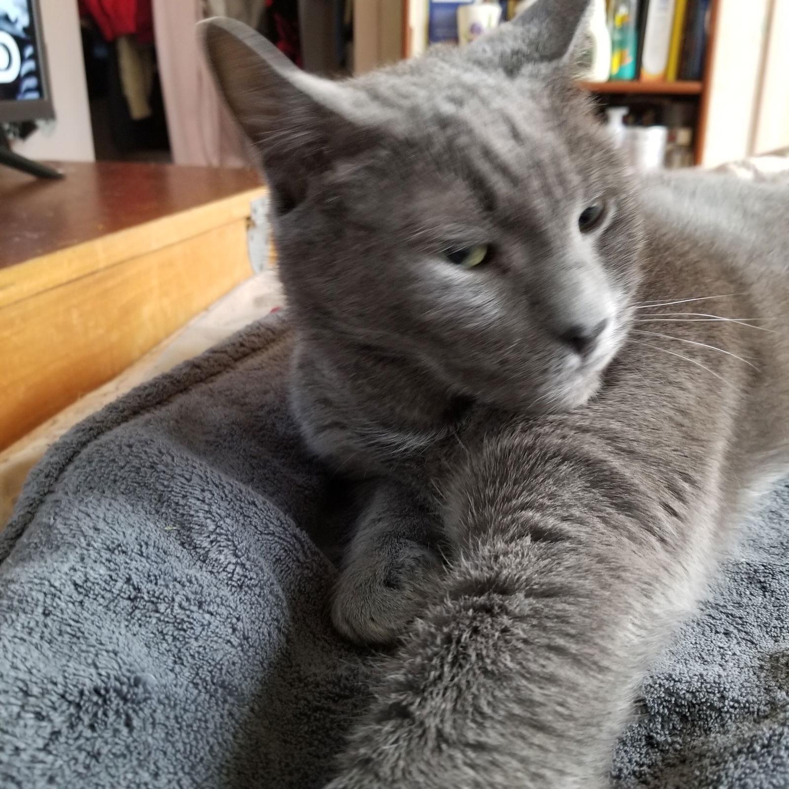 BUDDY, Adoptable, Young Male Domestic Short Hair.