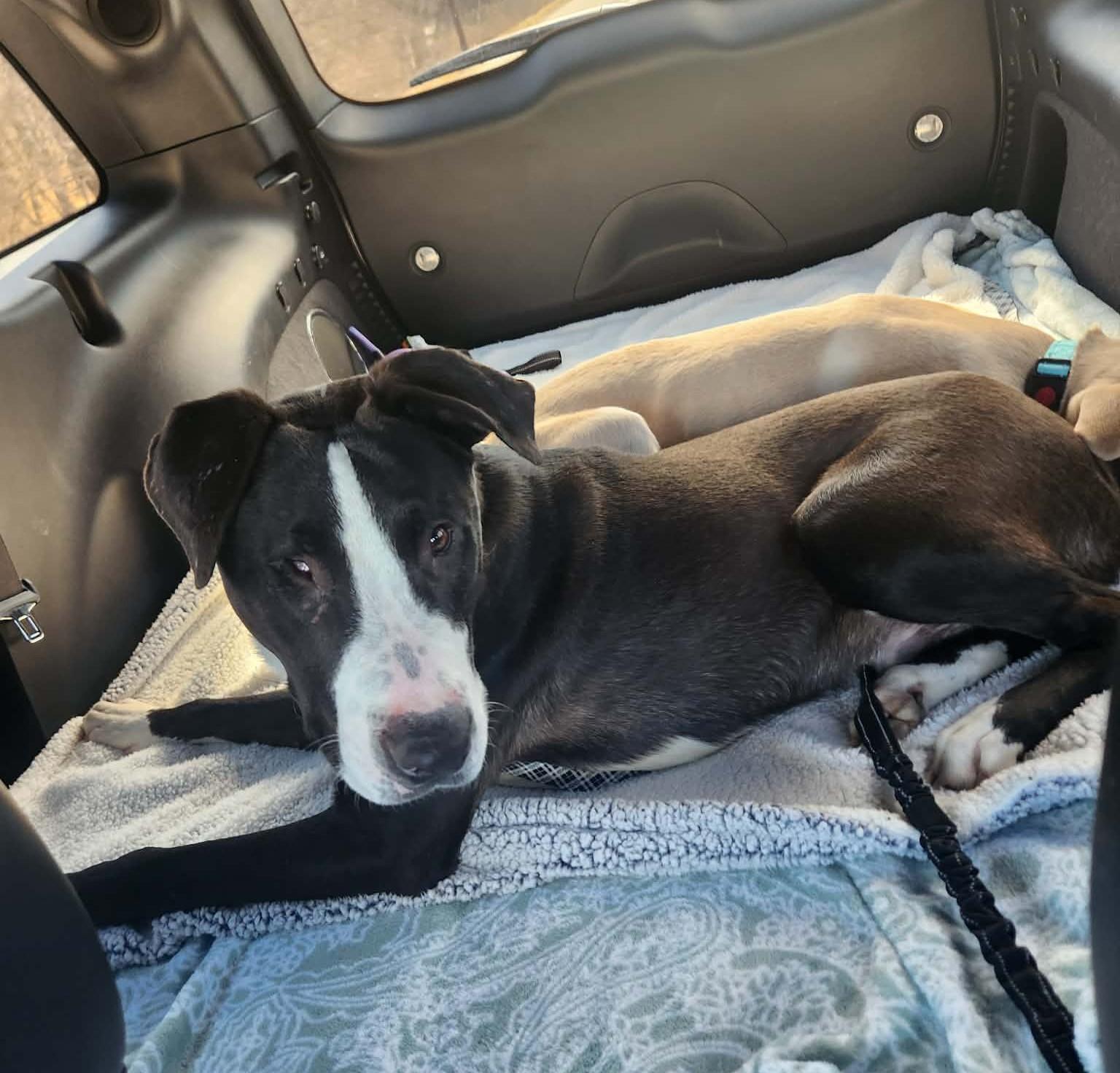 Enlarge Wink, a ADOPTABLE mixed breed in Byran, OH image 5/6