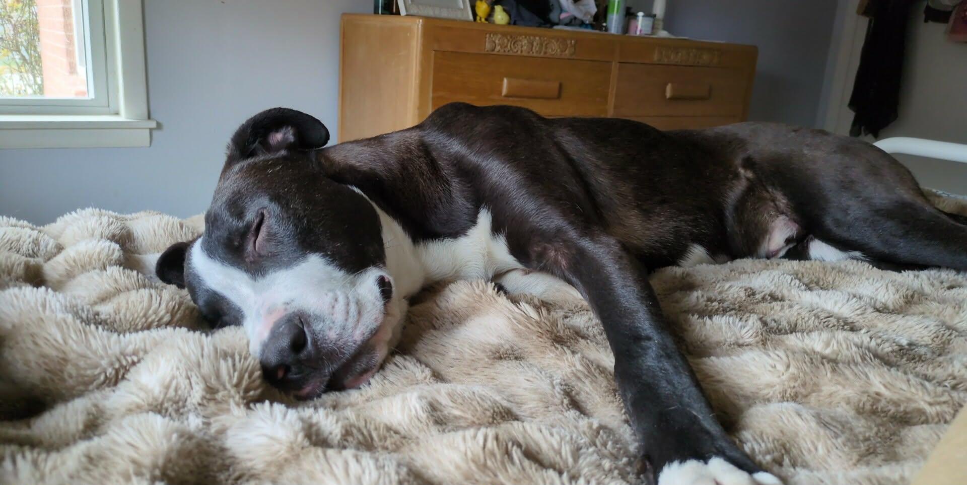 Enlarge Wink, a ADOPTABLE mixed breed in Byran, OH image 4/6