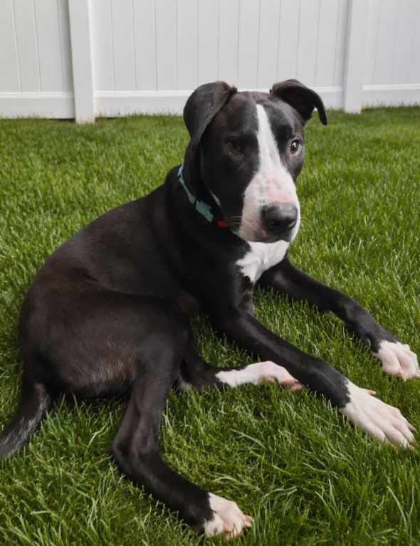 Enlarge Wink, a ADOPTABLE mixed breed in Byran, OH image 2/6