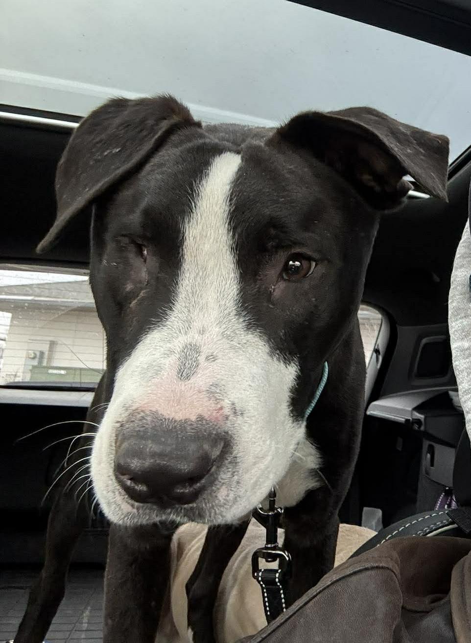 Enlarge Wink, a ADOPTABLE mixed breed in Byran, OH image 3/6