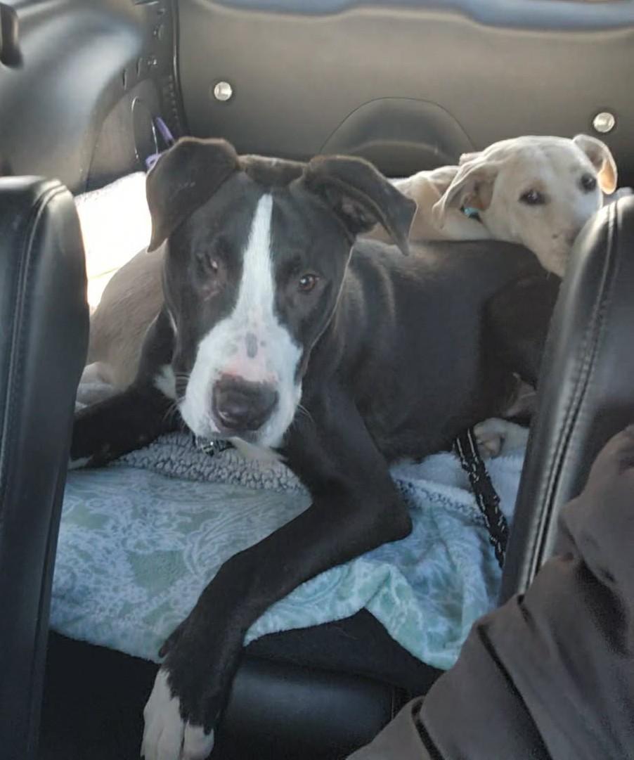 Enlarge Wink, a ADOPTABLE mixed breed in Byran, OH image 6/6