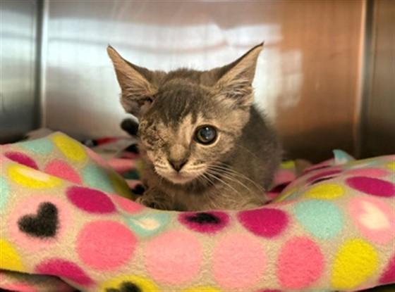 Enlarge BLIPPI, a Adoptable Domestic Short Hair in Antioch, CA image 1/1