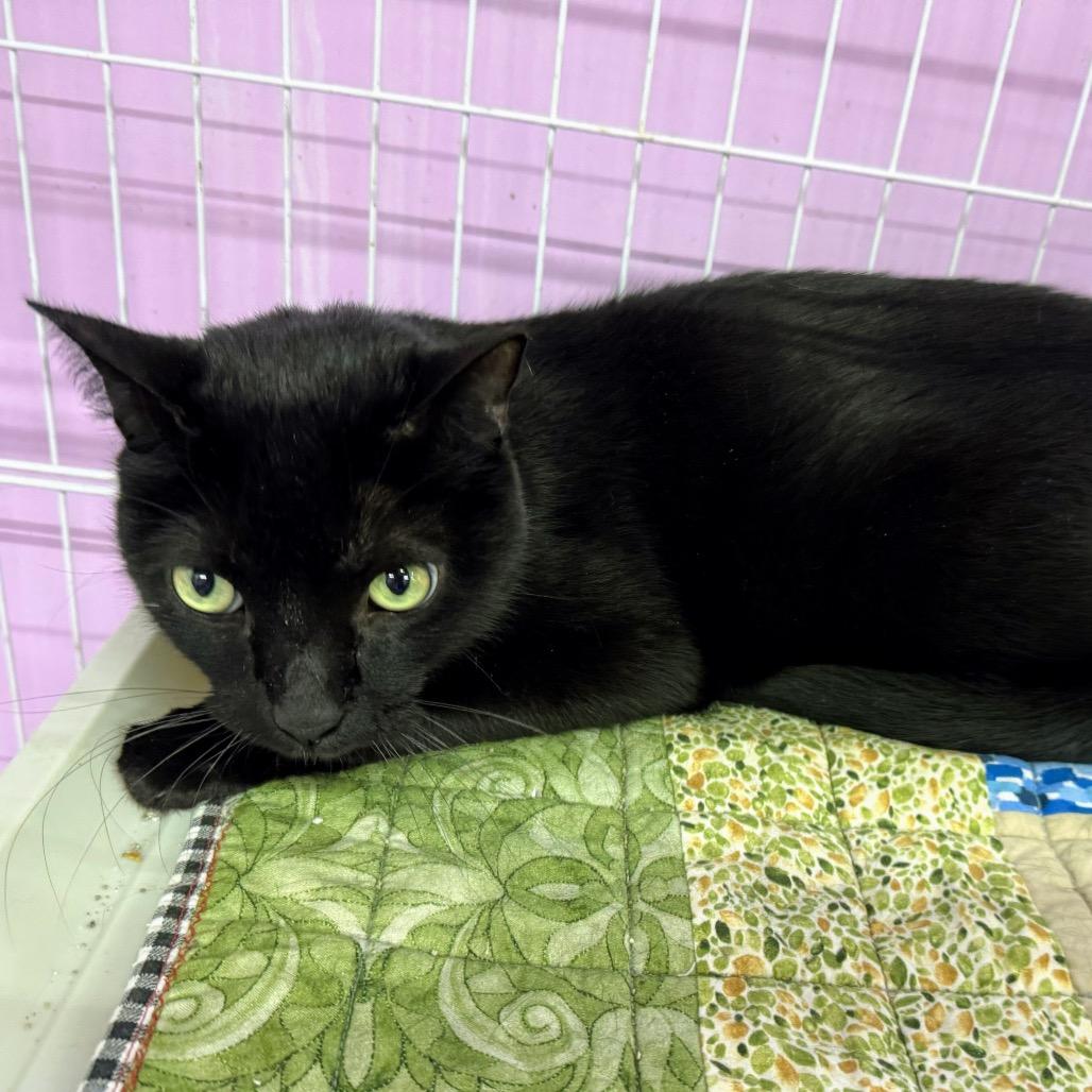 Enlarge Men in Black, a Adoptable Domestic Short Hair in Boerne, TX image 1/4