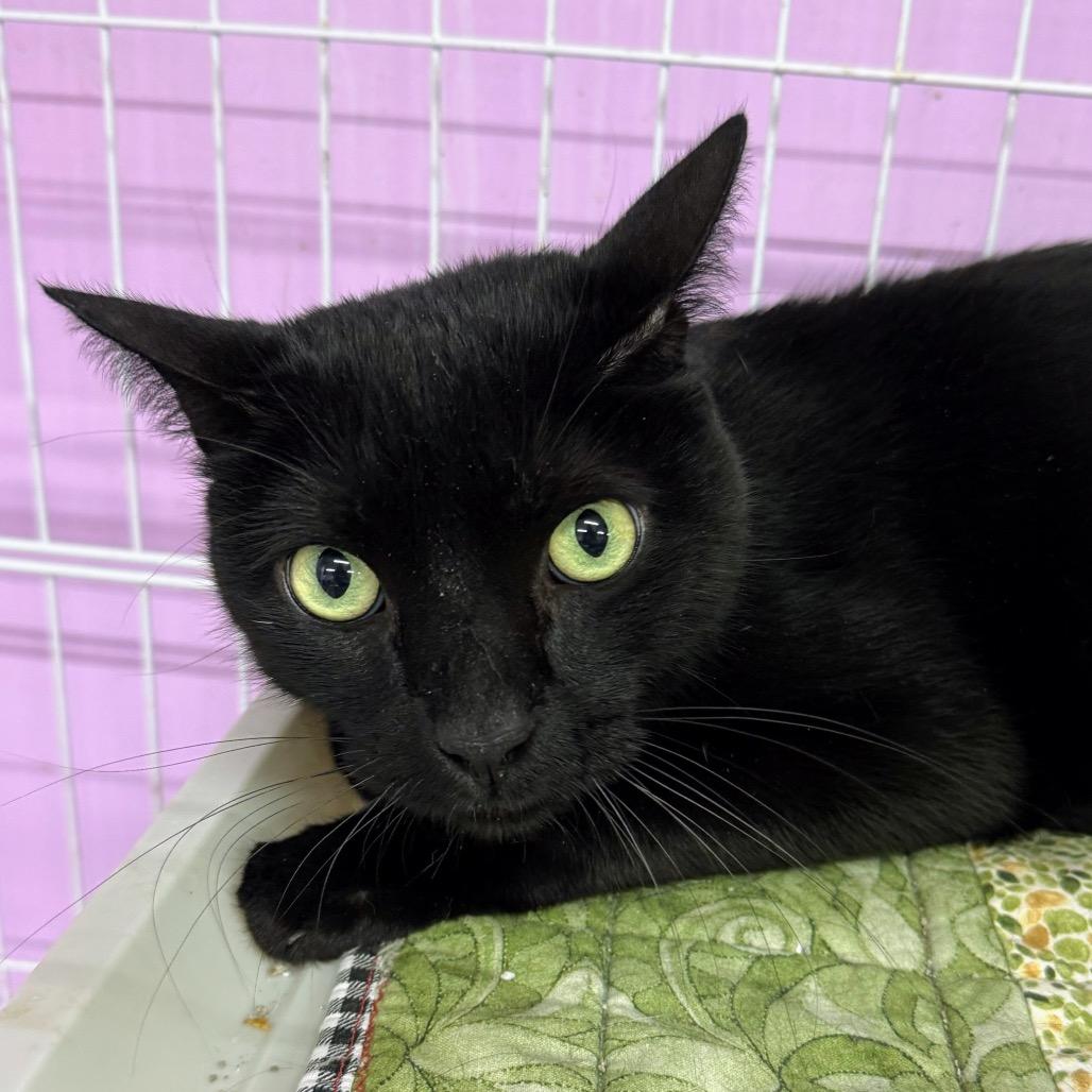 Enlarge Men in Black, a Adoptable Domestic Short Hair in Boerne, TX image 2/4