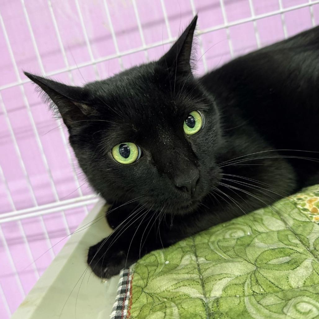 Enlarge Men in Black, a Adoptable Domestic Short Hair in Boerne, TX image 3/4