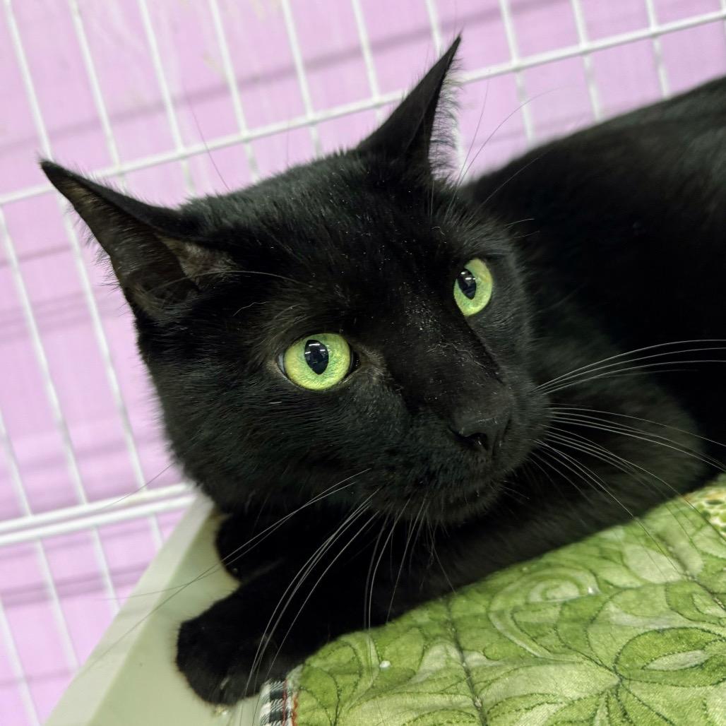 Enlarge Men in Black, a Adoptable Domestic Short Hair in Boerne, TX image 4/4