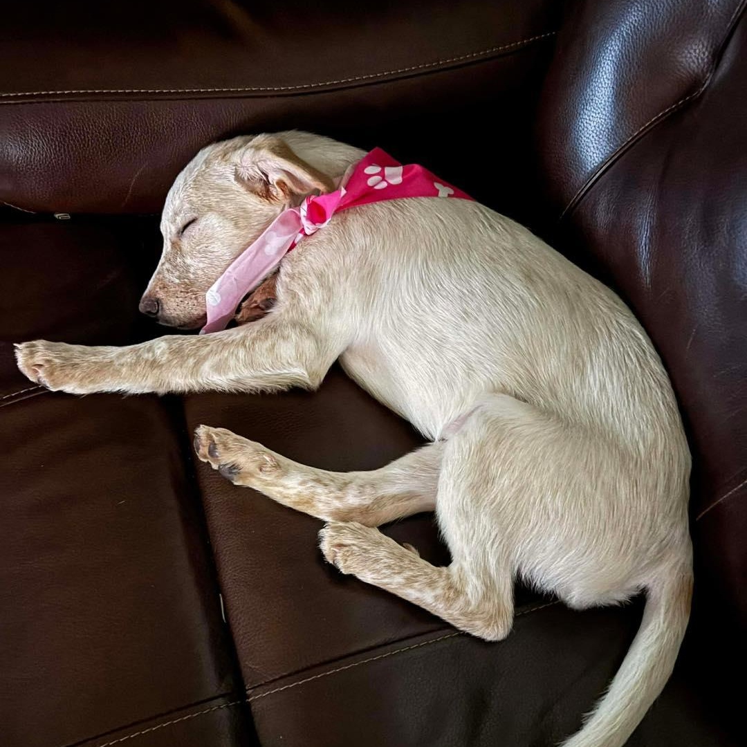 Winnie, ADOPTABLE, Puppy Female Terrier & Mixed Breed.