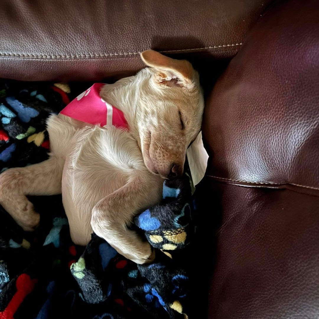 Winnie, a ADOPTABLE mixed breed in Yaphank, NY image 2/4