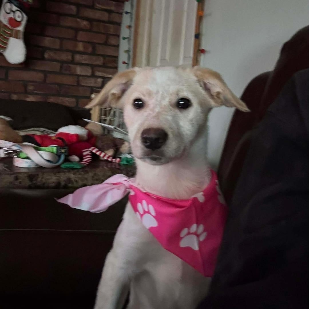 Winnie, a ADOPTABLE mixed breed in Yaphank, NY image 3/4