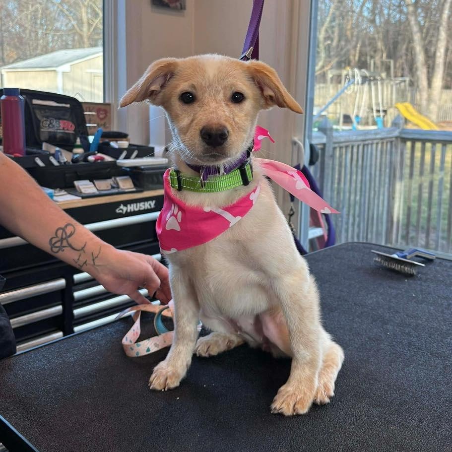 Winnie, a ADOPTABLE mixed breed in Yaphank, NY image 4/4