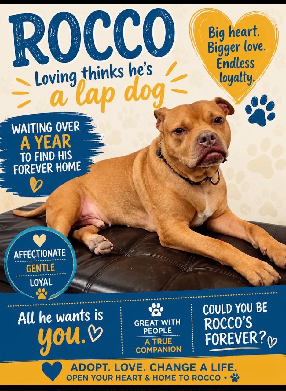 Rocco, a Adoptable American Staffordshire Terrier in Clayville, RI image 1/3