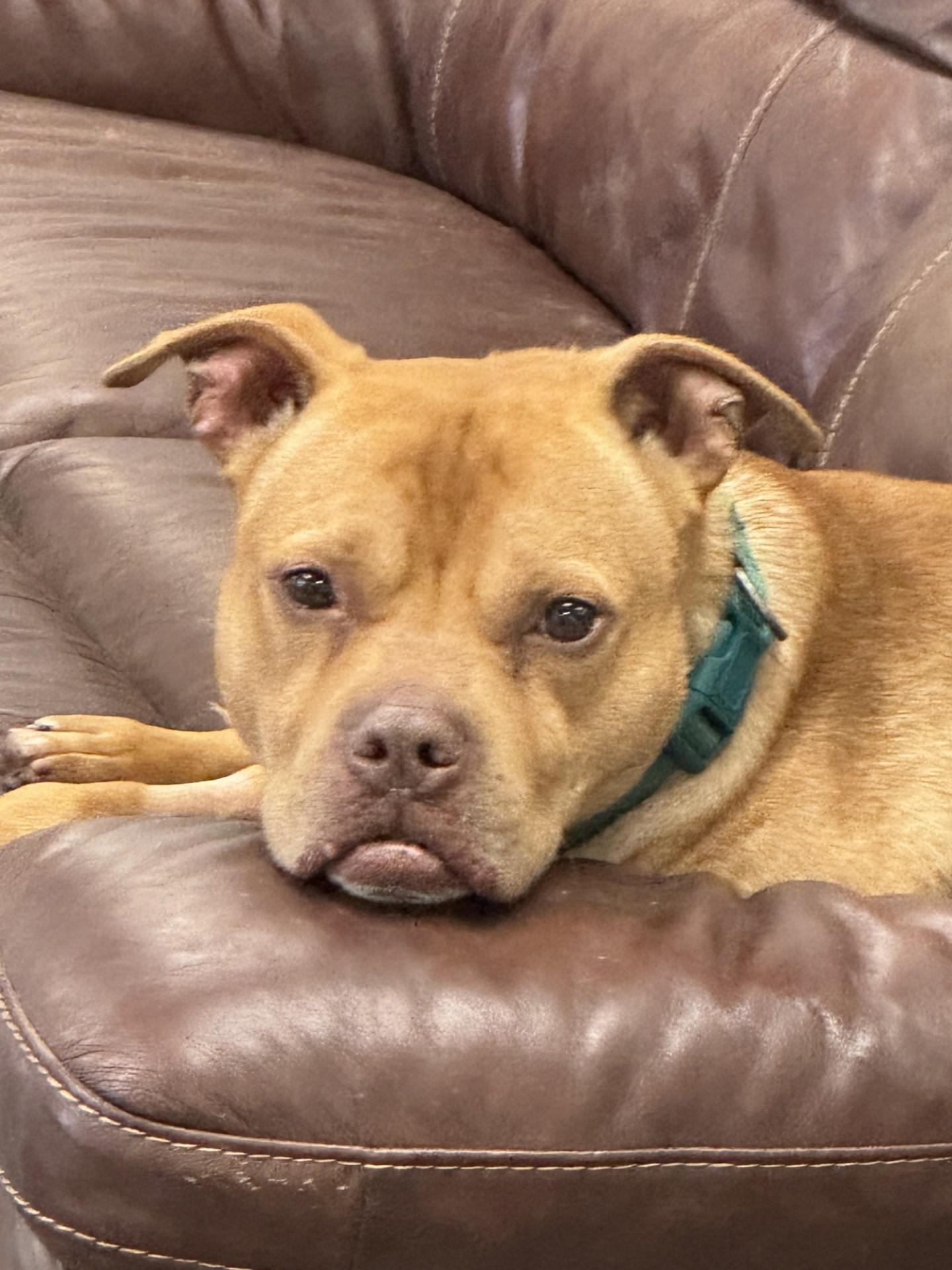 Rocco, Adult Male American Staffordshire Terrier