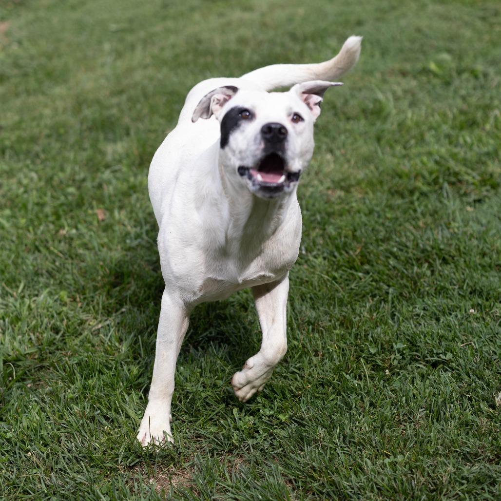 Teddy, Adoptable, Adult Male Pit Bull Terrier & Pit Bull Terrier.