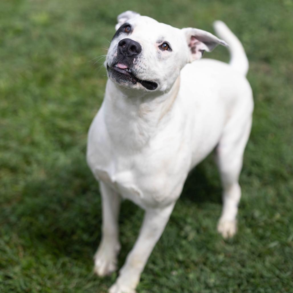 Enlarge Teddy, a Adoptable mixed breed in Talbott, TN image 2/2