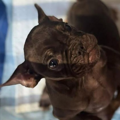 Enlarge Bristol, an adopted French Bulldog in Salem, VA image 4/6
