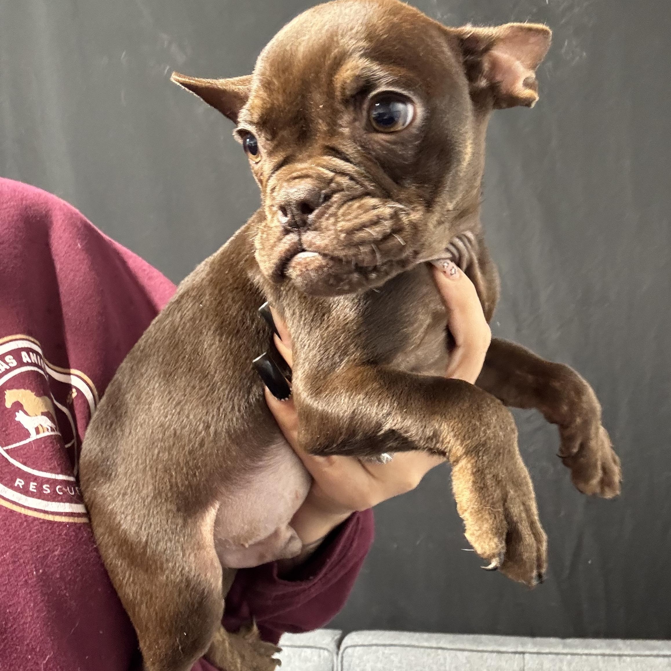 Enlarge Bristol, an adopted French Bulldog in Salem, VA image 5/6