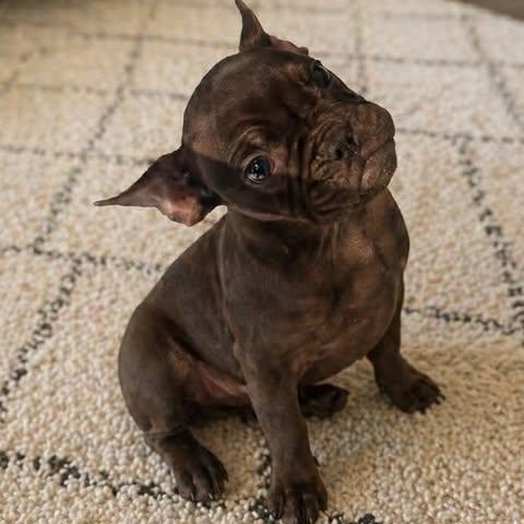 Bristol, adopted, Puppy Male French Bulldog.