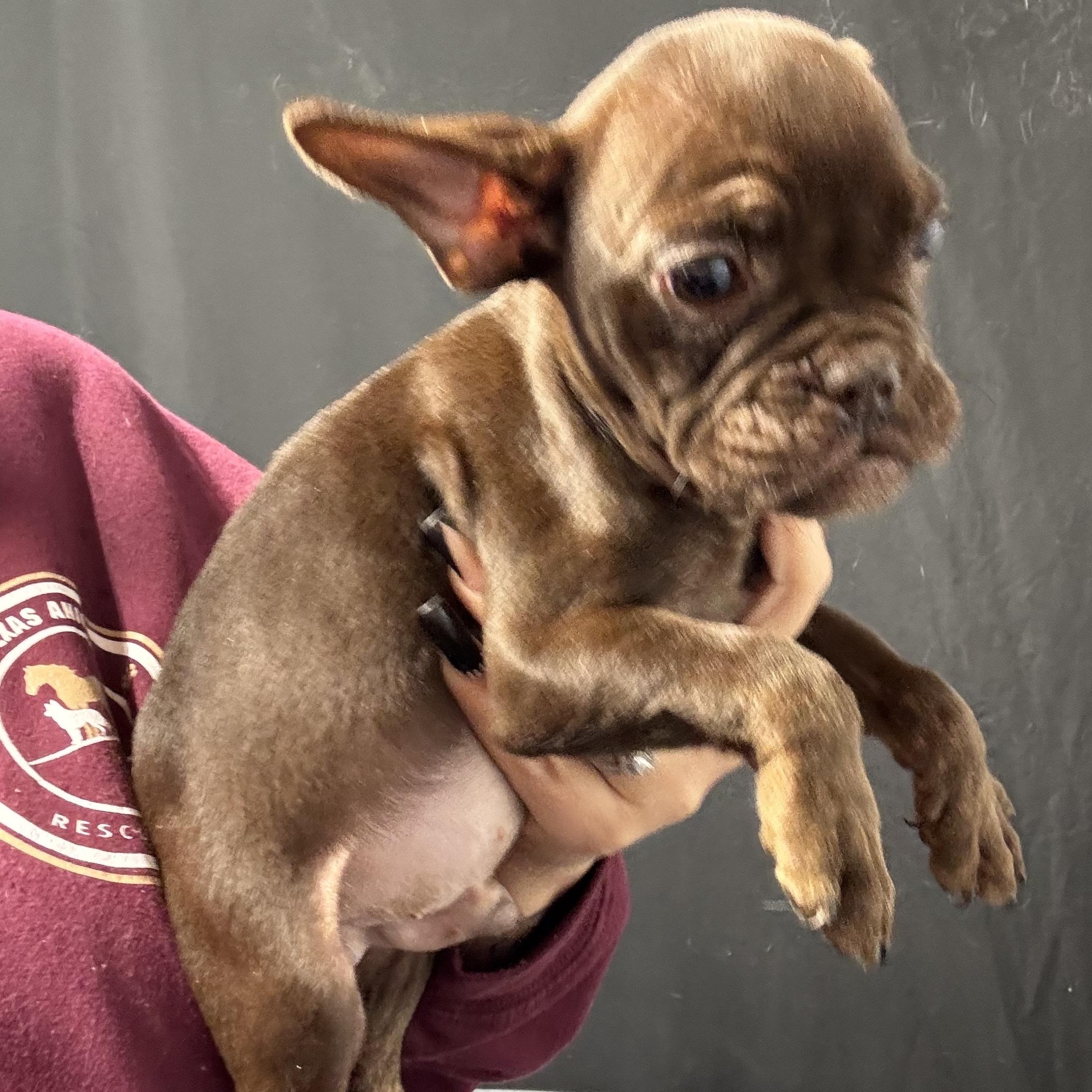 Enlarge Bristol, an adopted French Bulldog in Salem, VA image 2/6