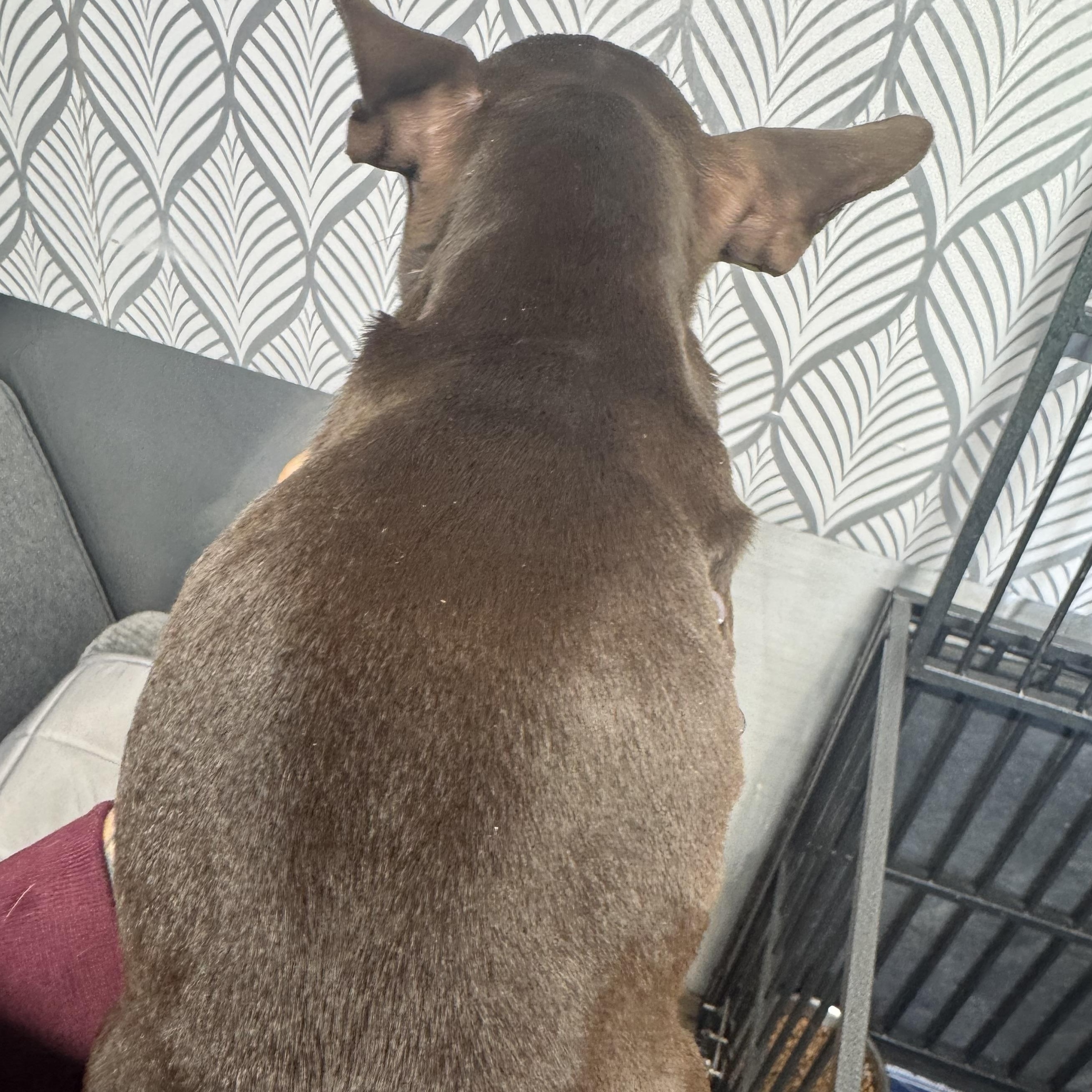 Enlarge Bristol, an adopted French Bulldog in Salem, VA image 6/6