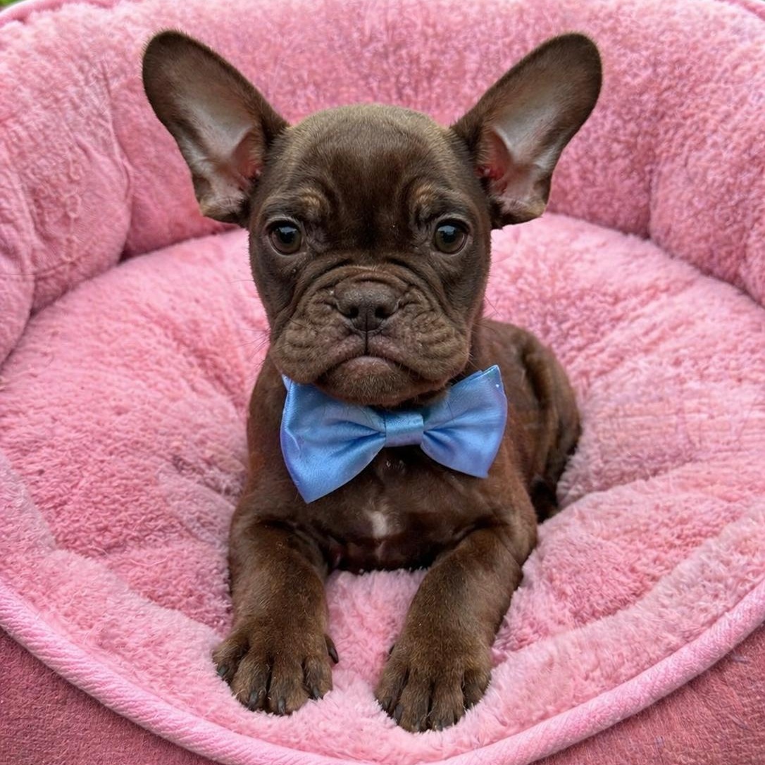 Enlarge Bristol, an adopted French Bulldog in Salem, VA image 3/6