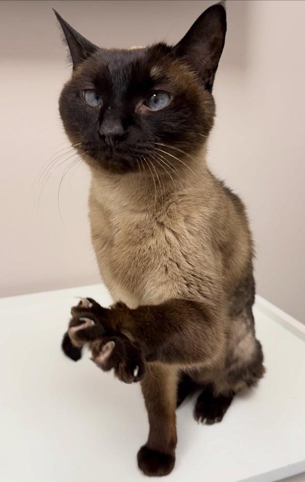 Enlarge GEORGIE, a ADOPTABLE Siamese in Madison, WI image 3/3