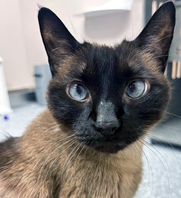 Enlarge GEORGIE, a ADOPTABLE Siamese in Madison, WI image 2/3