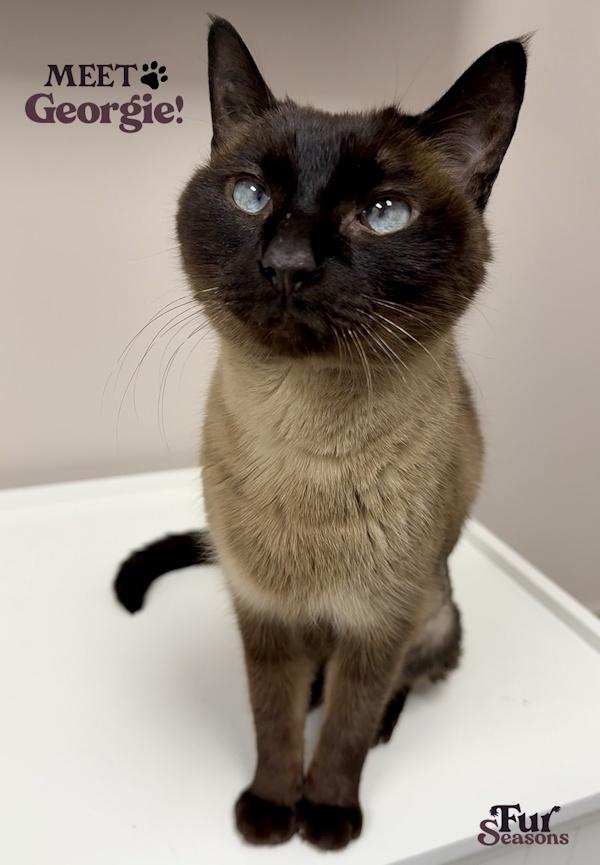 GEORGIE, ADOPTABLE, Young Female Siamese.