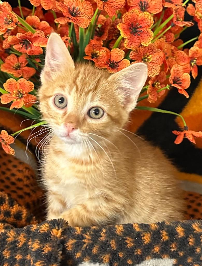 4/4/26 Pickle, Adoptable, Kitten Male Domestic Short Hair.