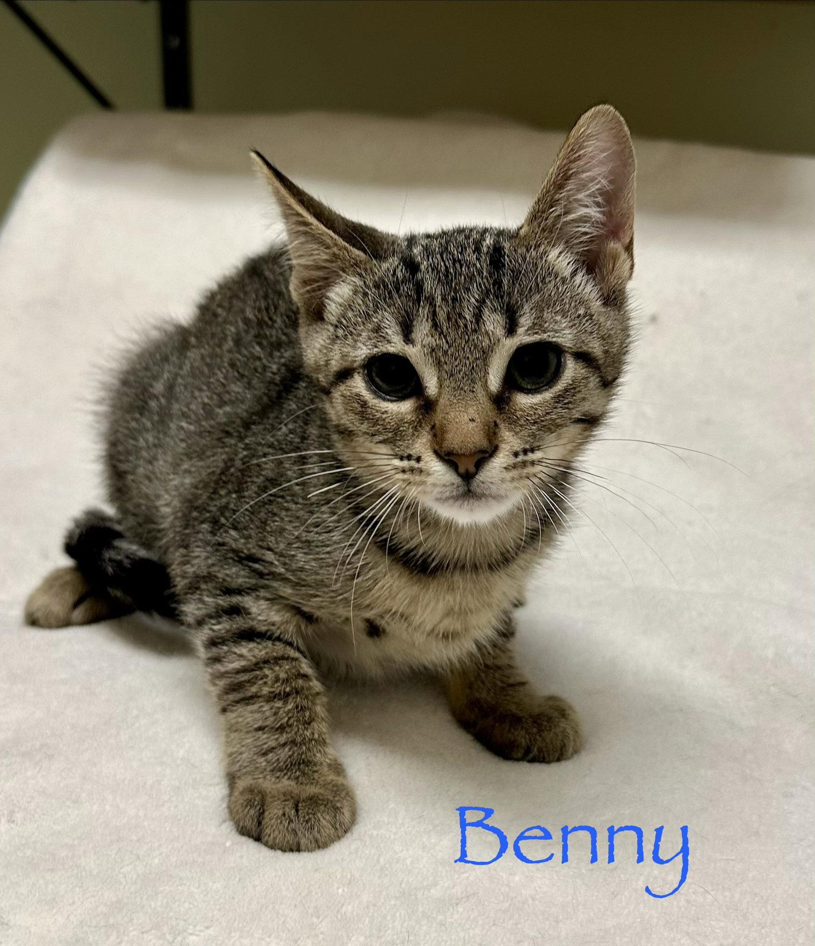 Benny, Adopted, Kitten Male Domestic Short Hair.