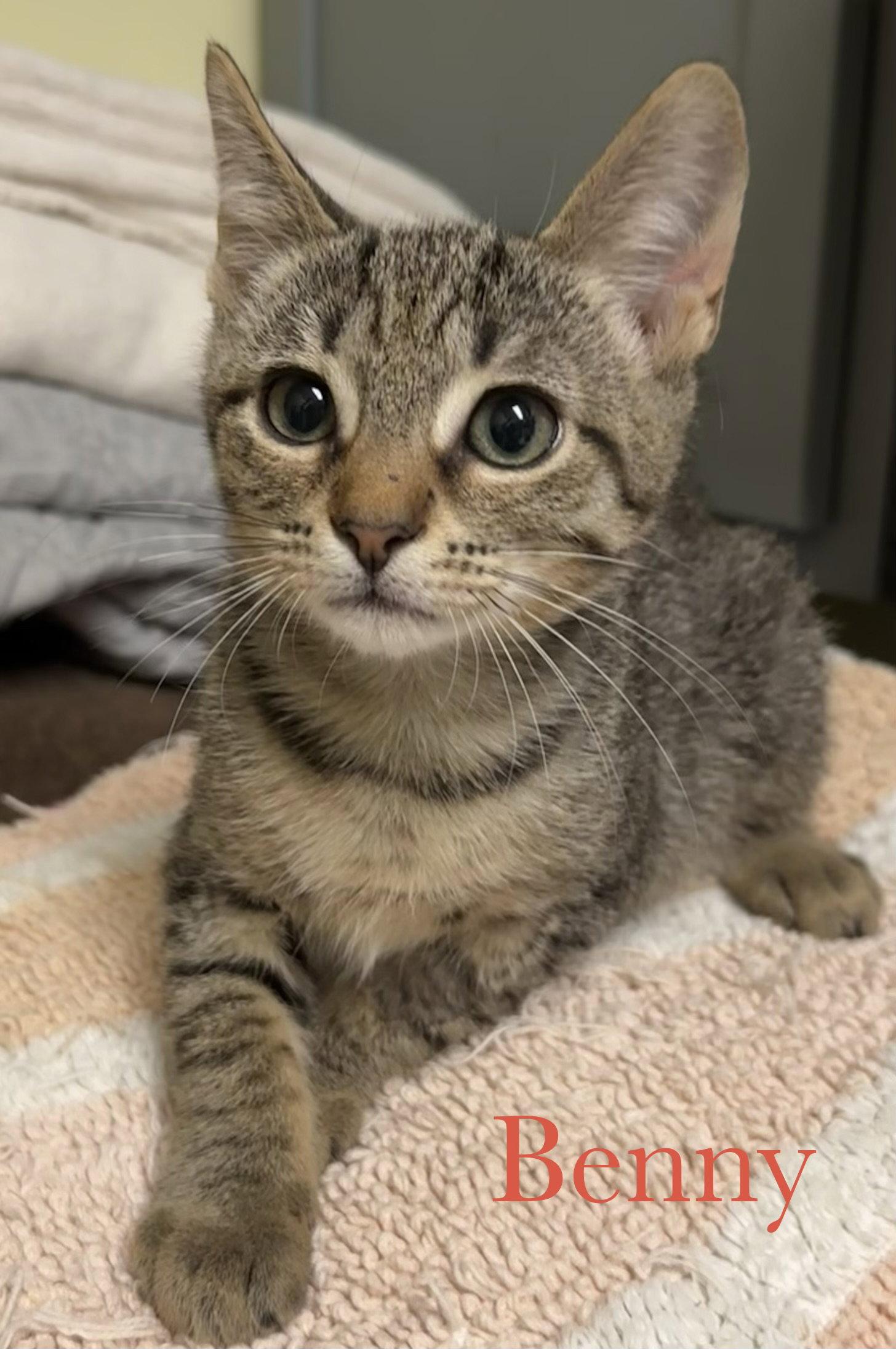 Enlarge Benny, a Adopted Domestic Short Hair in Longwood, FL image 2/2