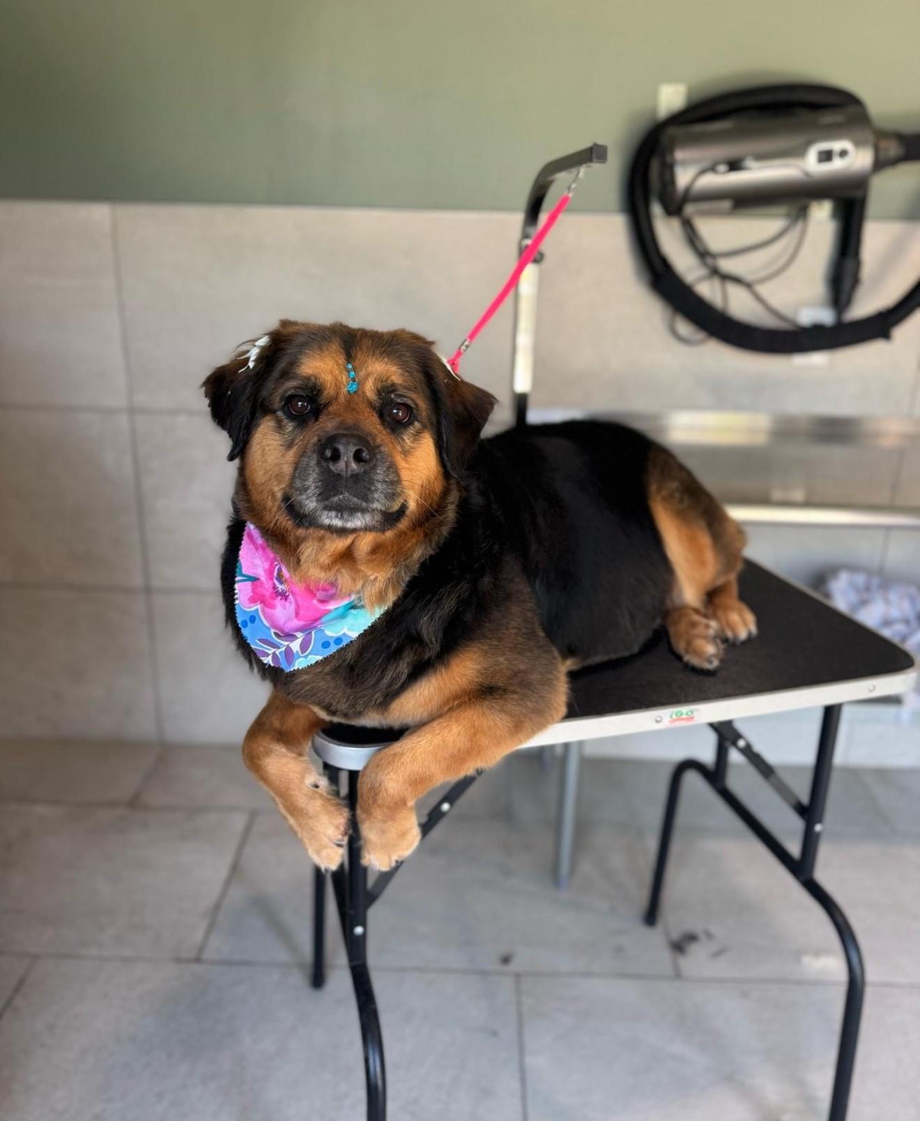 DOSHA — thumbnail 5