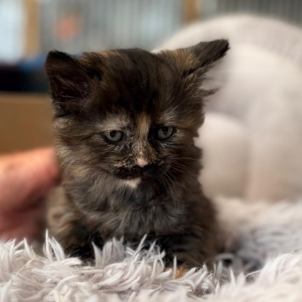 Enlarge Flo, an adopted Domestic Long Hair in Blackfoot, ID image 1/1