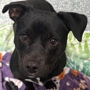Enlarge Meatball, an adopted Mixed Breed in Santa Cruz, CA image 1/1