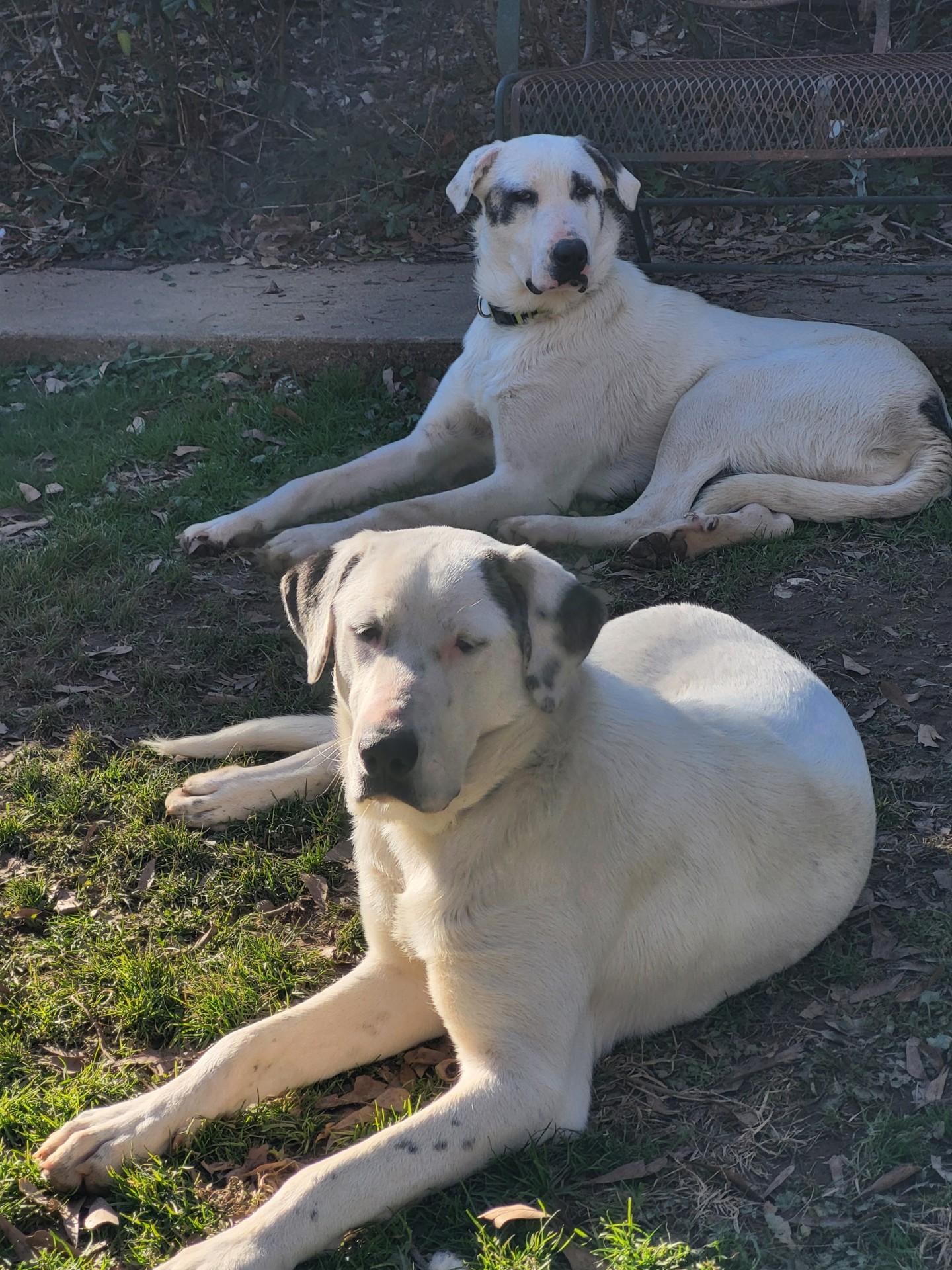 Mandy, a Adoptable mixed breed in Cleveland, AL image 2/2