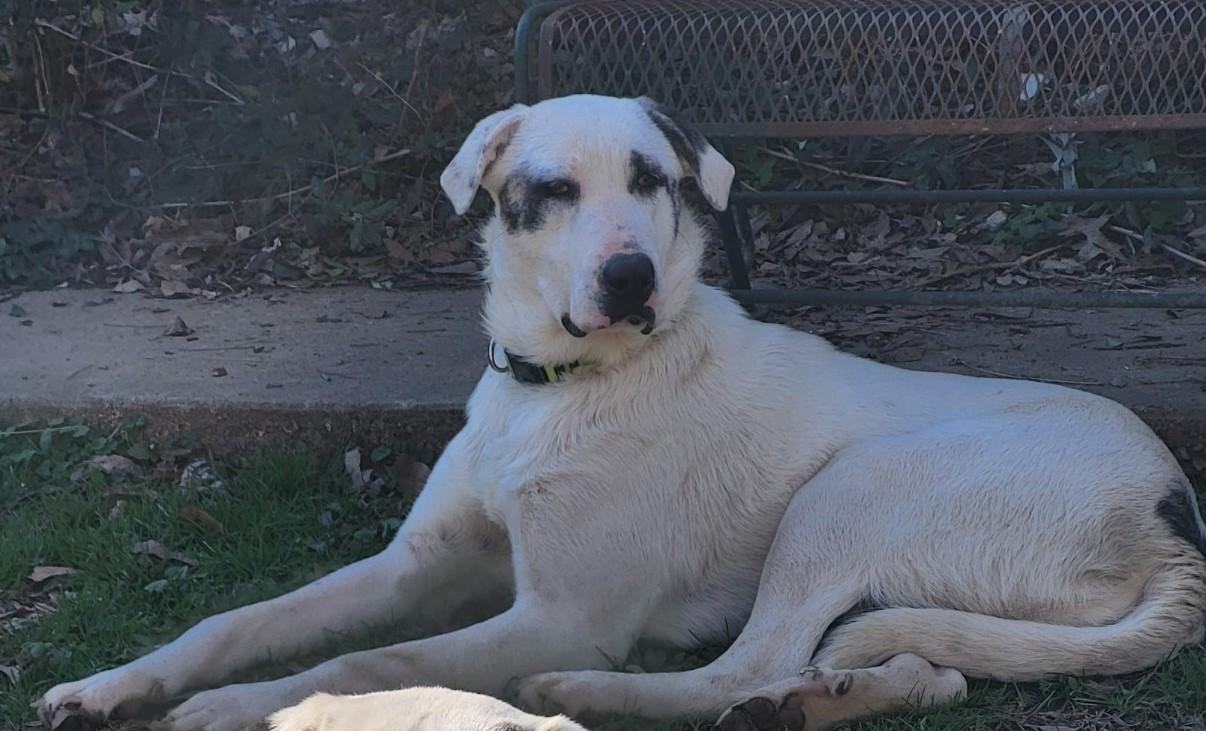 Mandy, Adoptable, Young Female Great Pyrenees.