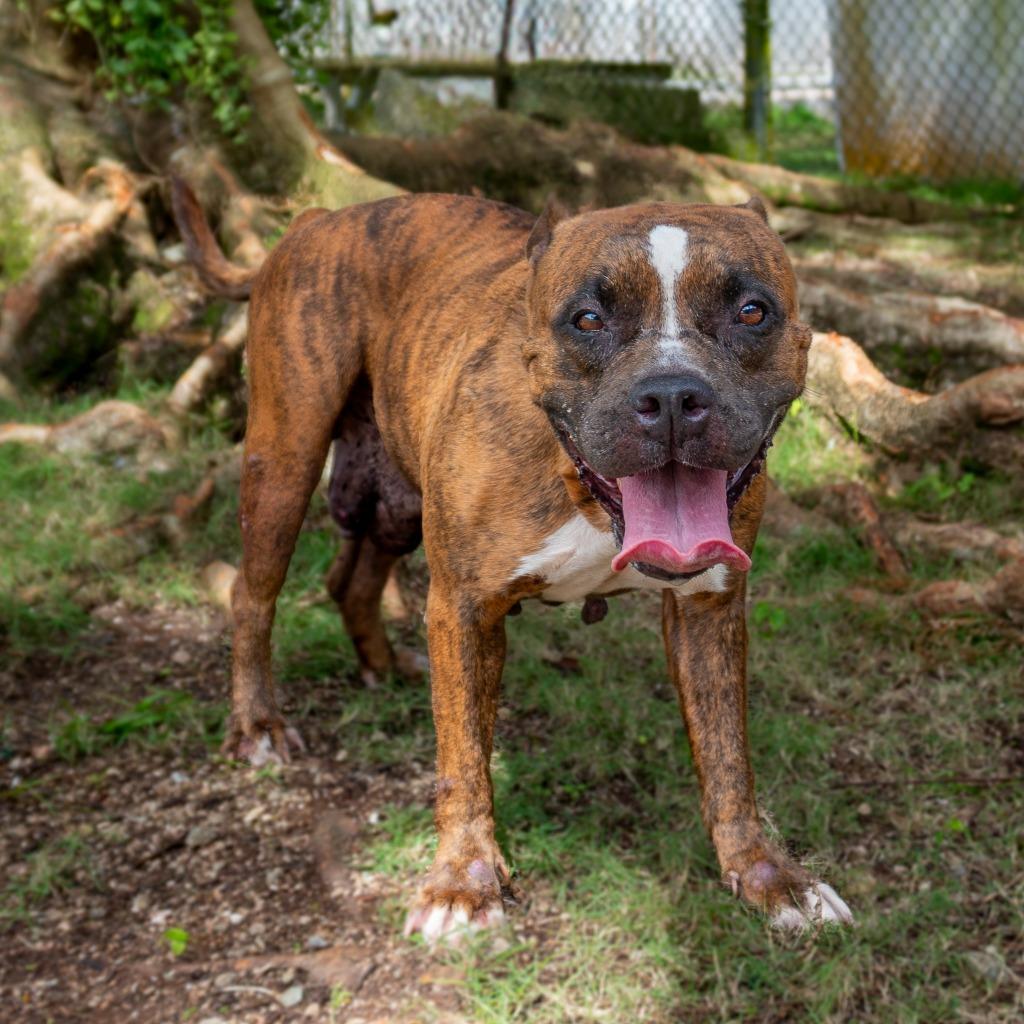 Nala, a Adoptable mixed breed in Mangilao, GU image 1/2