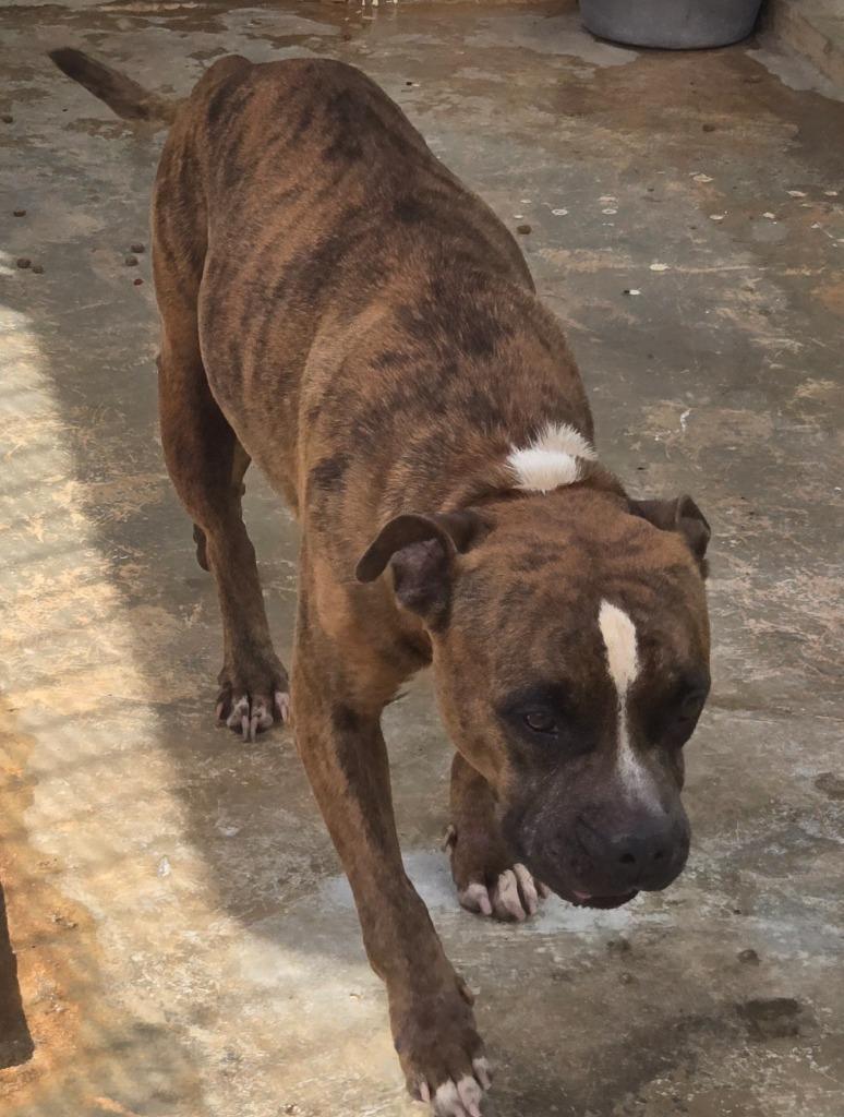 Nala, a Adoptable mixed breed in Mangilao, GU image 2/2