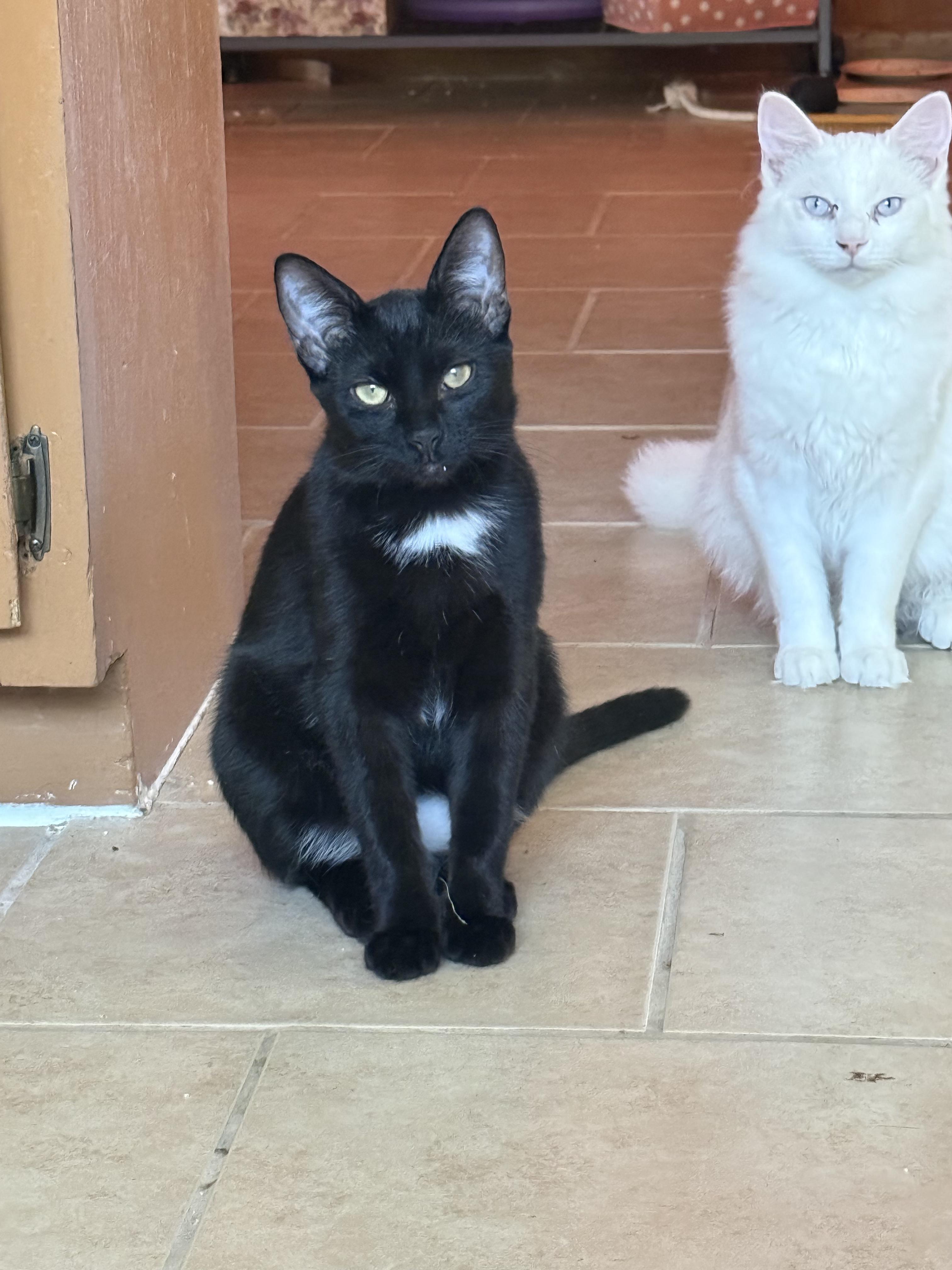 Belá Bartok, a Adoptable mixed breed in Albuquerque, NM image 5/6