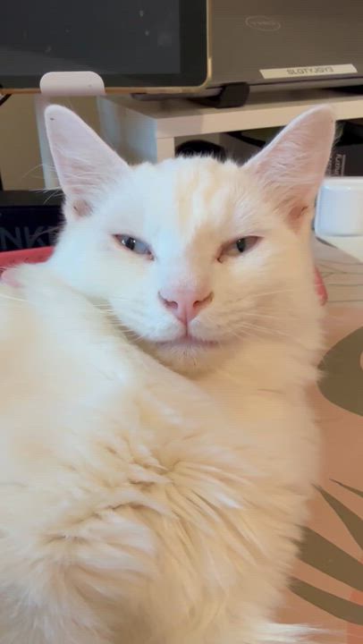 Enlarge Belá Bartok, a Adoptable mixed breed in Albuquerque, NM video 2/6