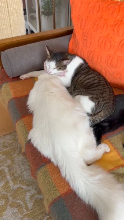 Enlarge Belá Bartok, a Adoptable mixed breed in Albuquerque, NM video 3/6