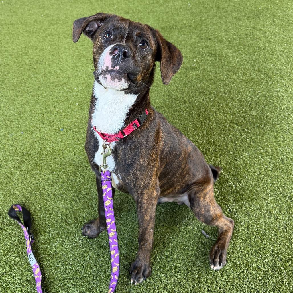 Rosco, Adoptable, Adult Male Mixed Breed.