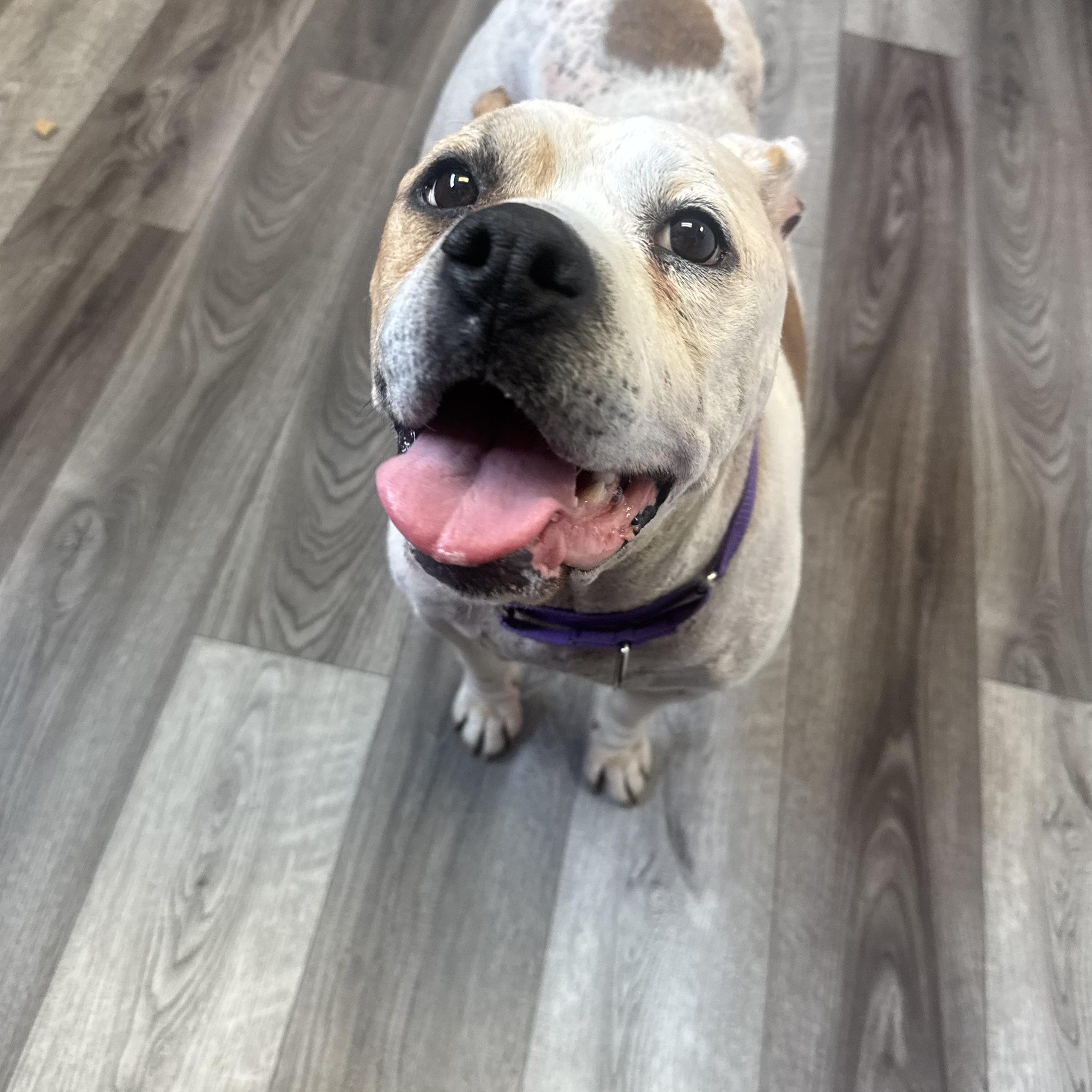 Enlarge Nola, a ADOPTABLE mixed breed in Mansfield, OH image 2/3
