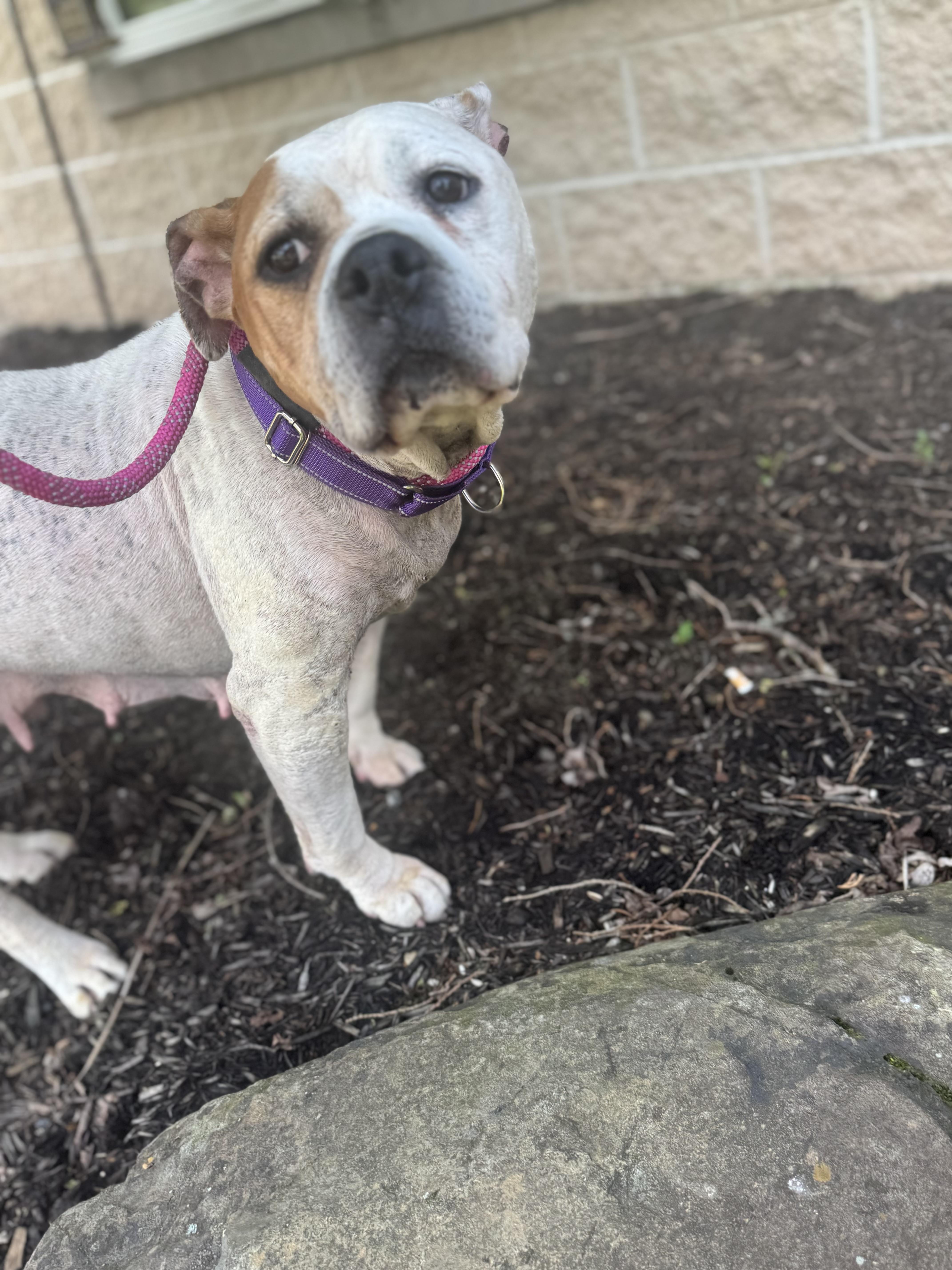 Enlarge Nola, a ADOPTABLE mixed breed in Mansfield, OH image 3/3