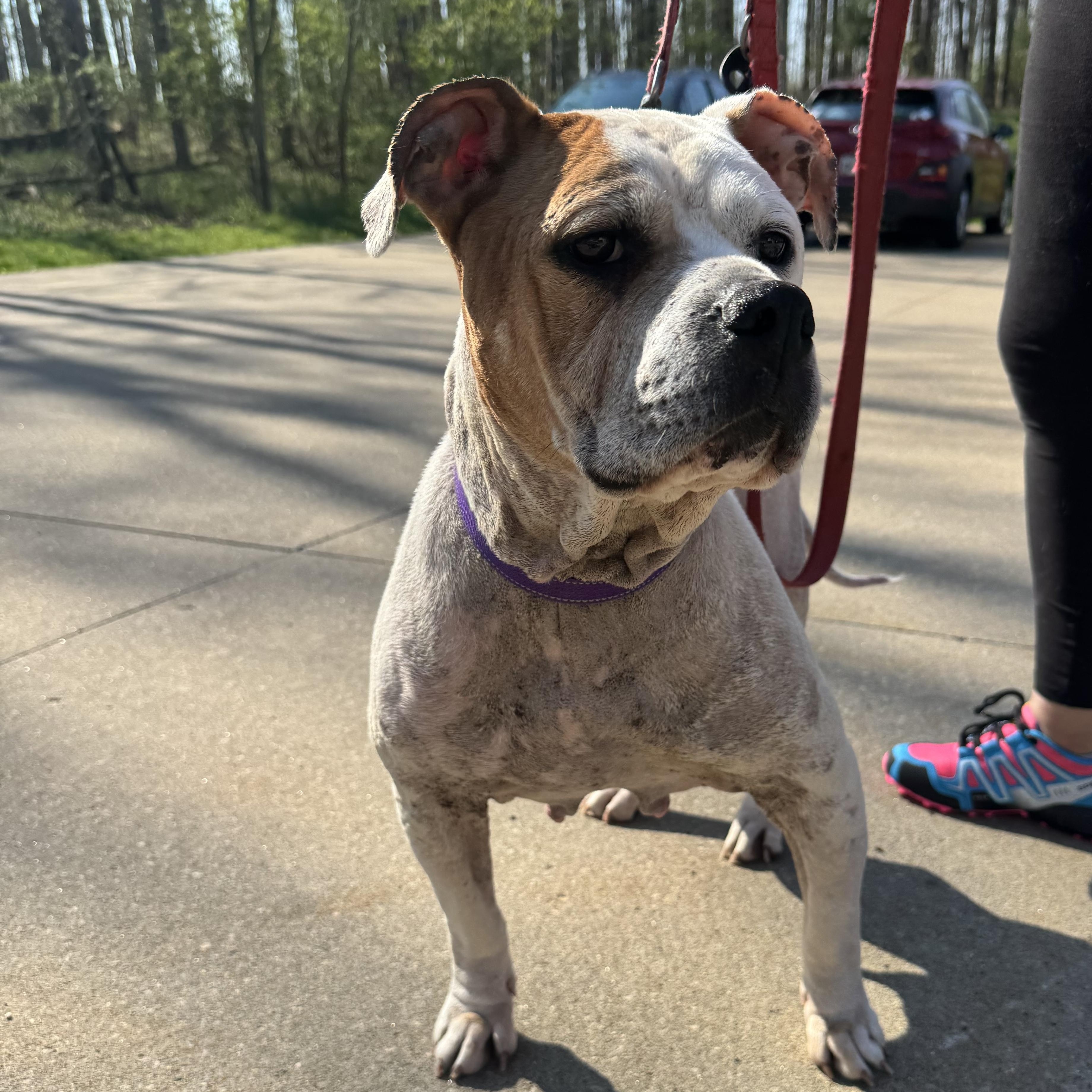 Nola, ADOPTABLE, Adult Female Terrier.