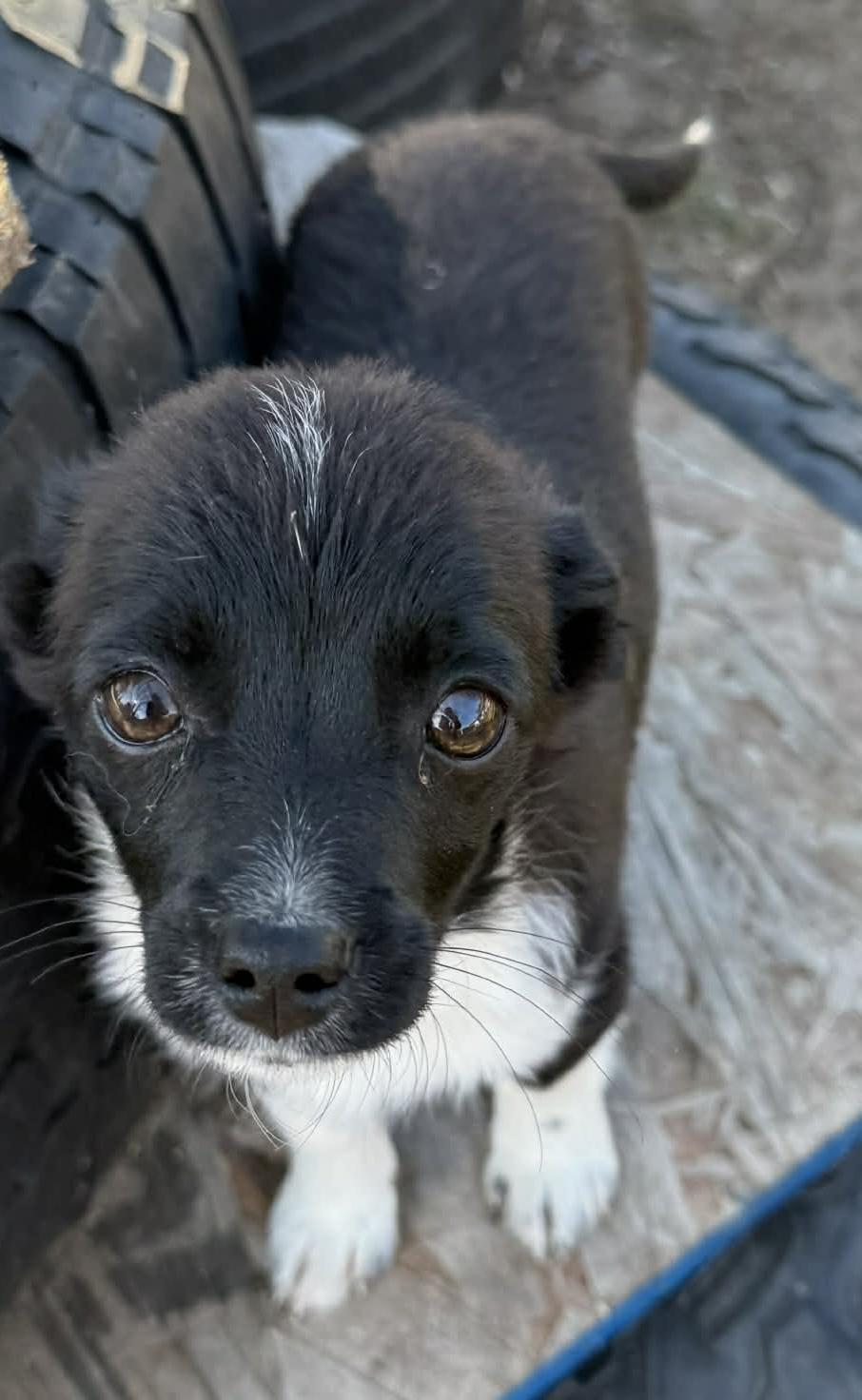 Enlarge Ruger, a ADOPTABLE mixed breed in North Freedom, WI image 4/5